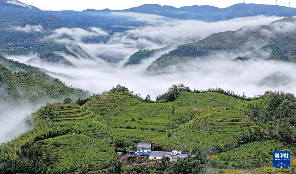 春茶飘香采摘忙