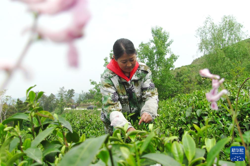 春茶飘香采摘忙