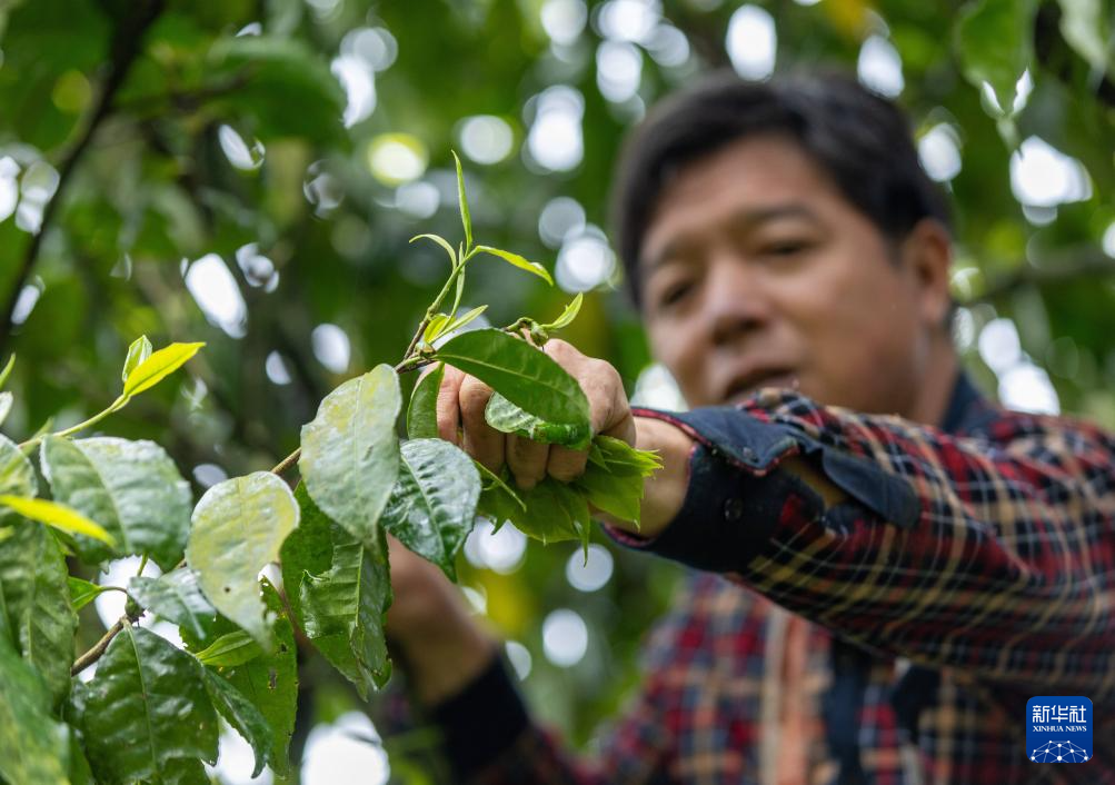 春茶飘香采摘忙