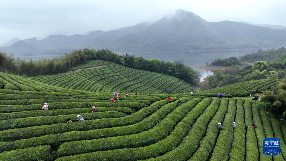 春茶飘香采摘忙