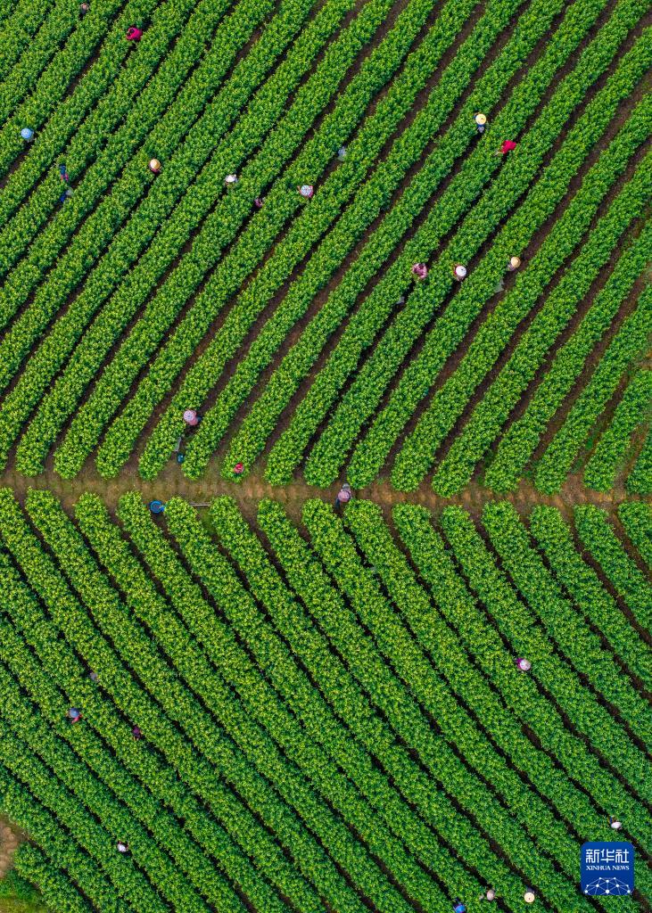 春茶飘香采摘忙