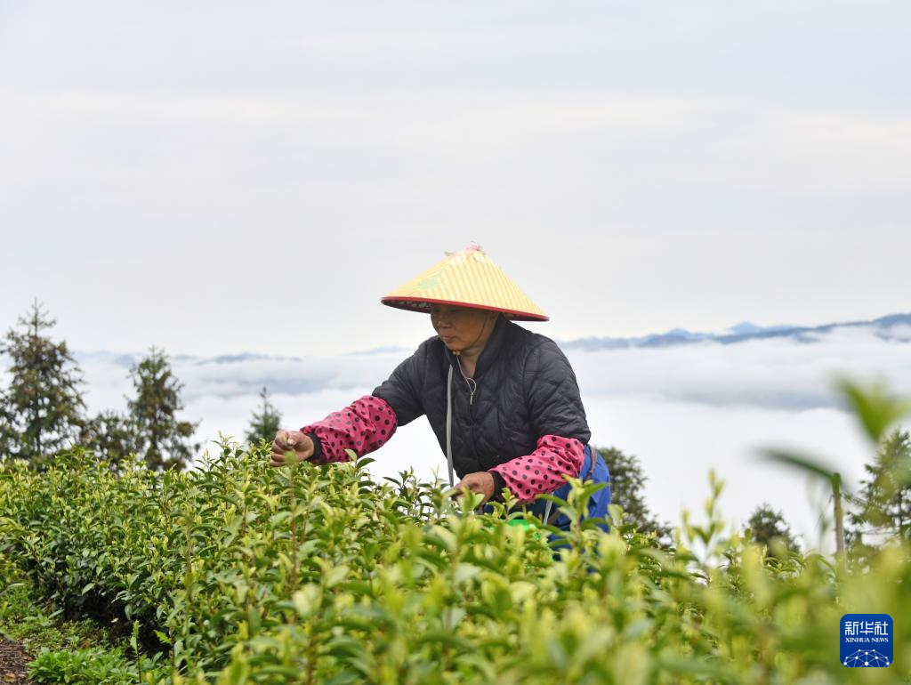 春茶飘香采摘忙