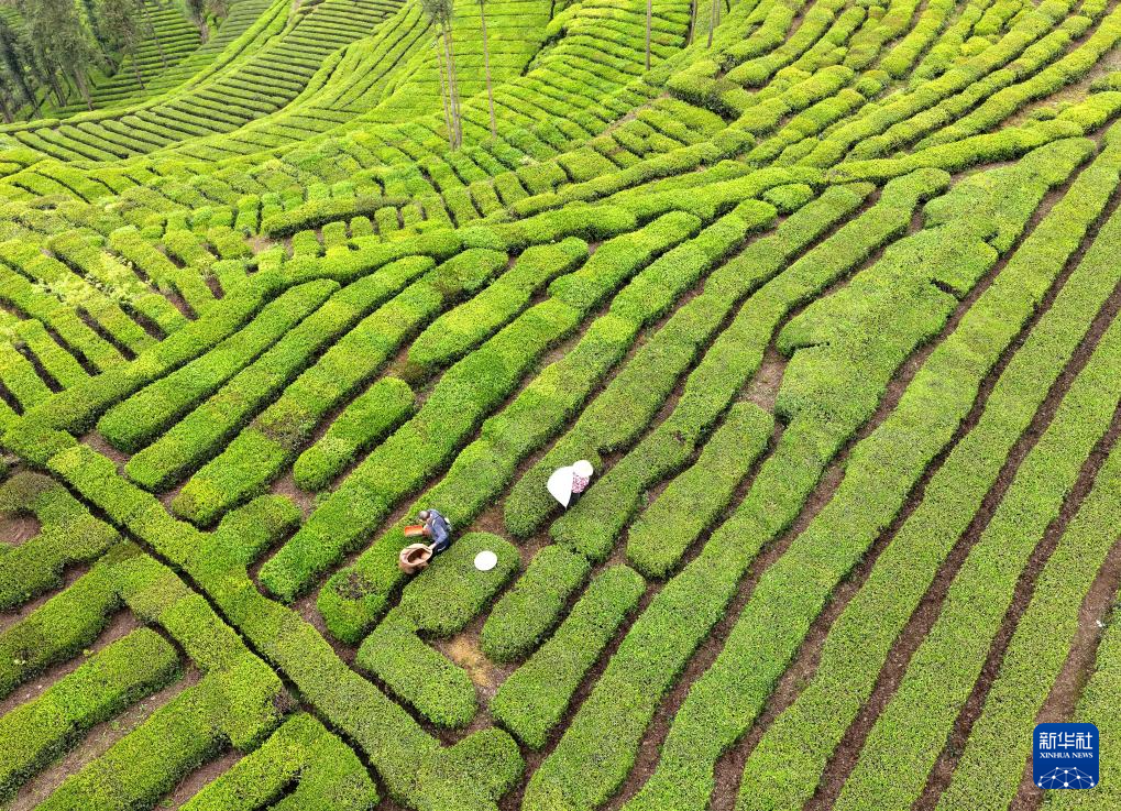 春茶飘香采摘忙