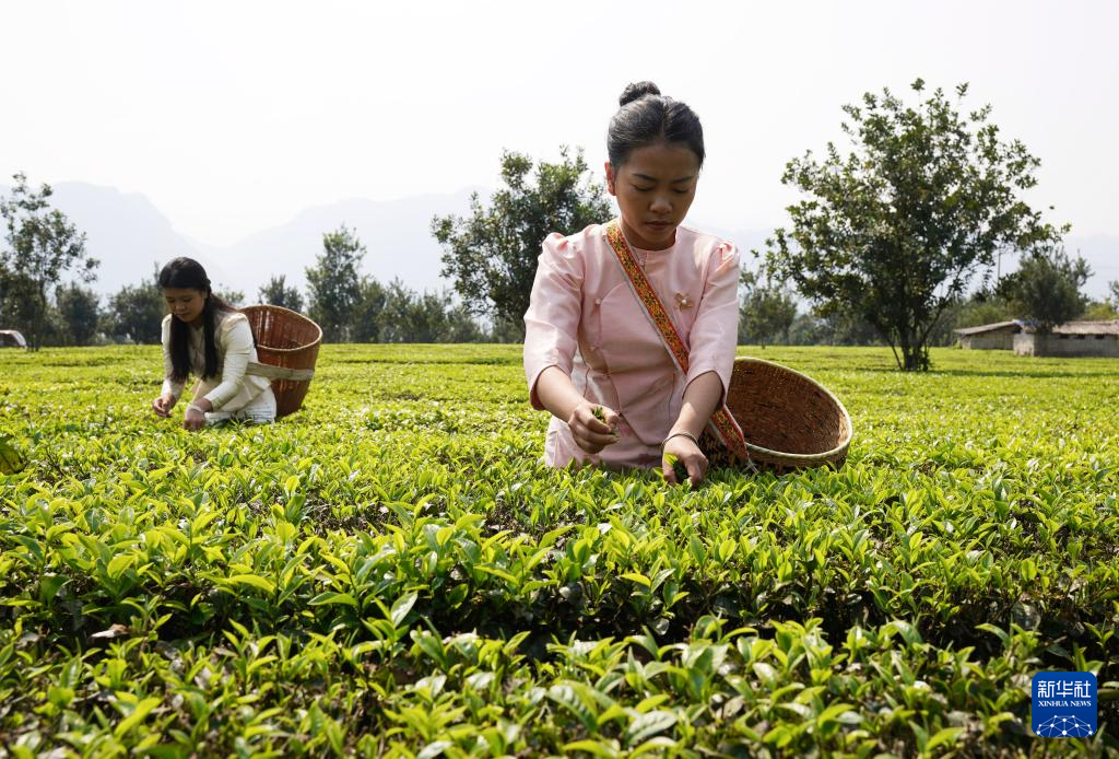 春茶飘香采摘忙