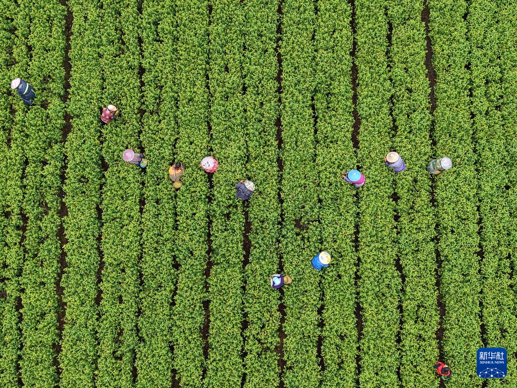 春茶飘香采摘忙