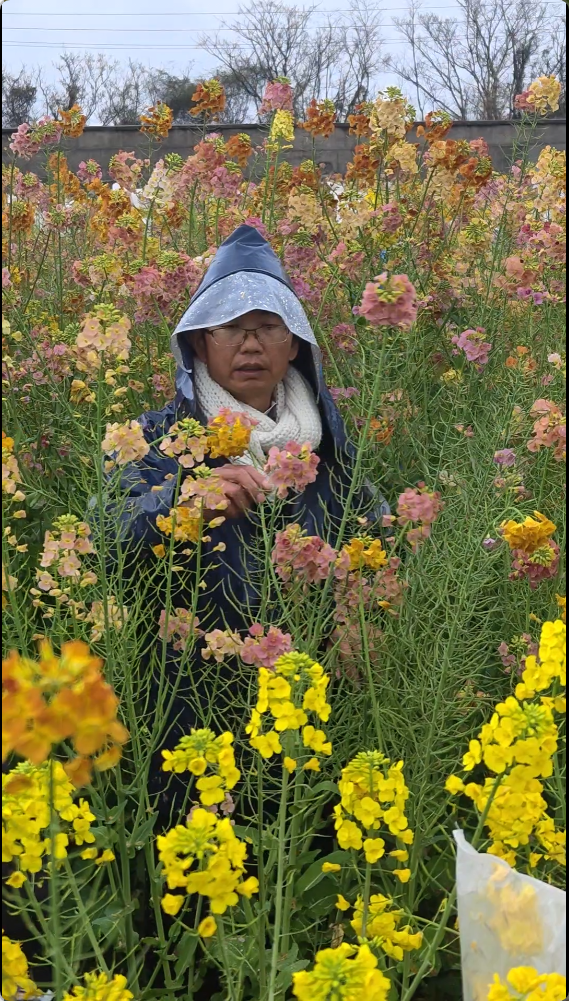 科学圆桌会|农业科学家“揭秘”:怎么给油菜花“绘”出80种色彩 科学圆桌会|农业科学家“揭秘”:怎么给油菜花“绘”出80种色彩