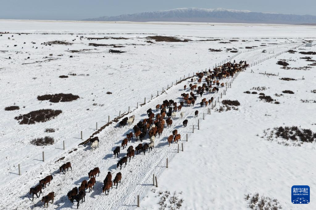 春耕启幕 骏马归原