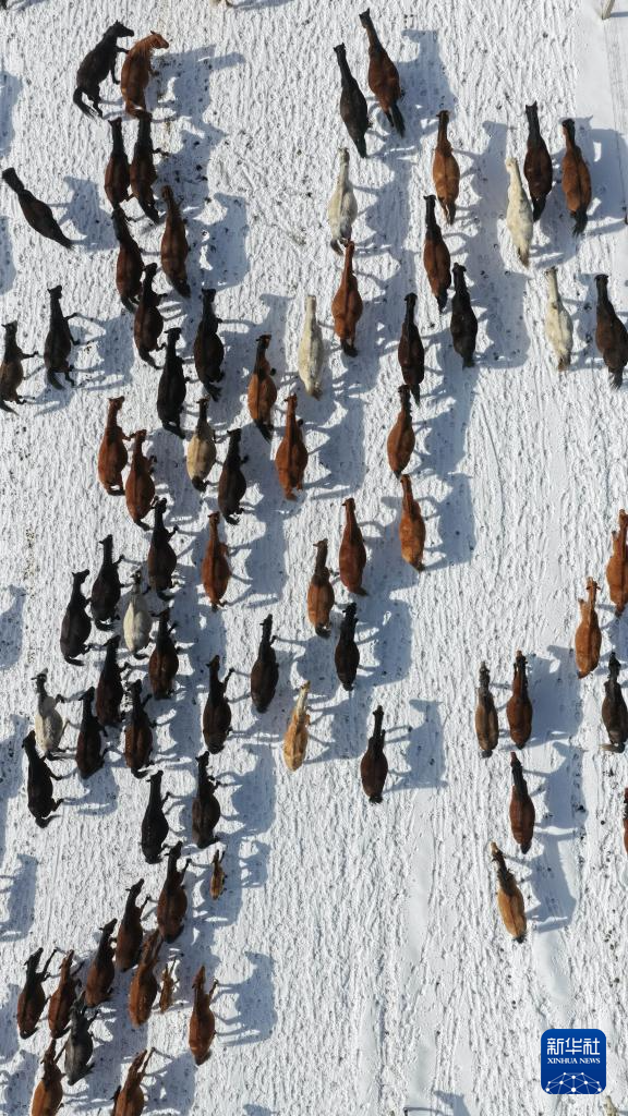 春耕启幕 骏马归原