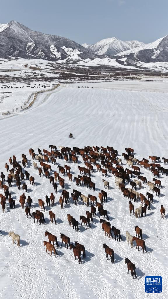 春耕启幕 骏马归原