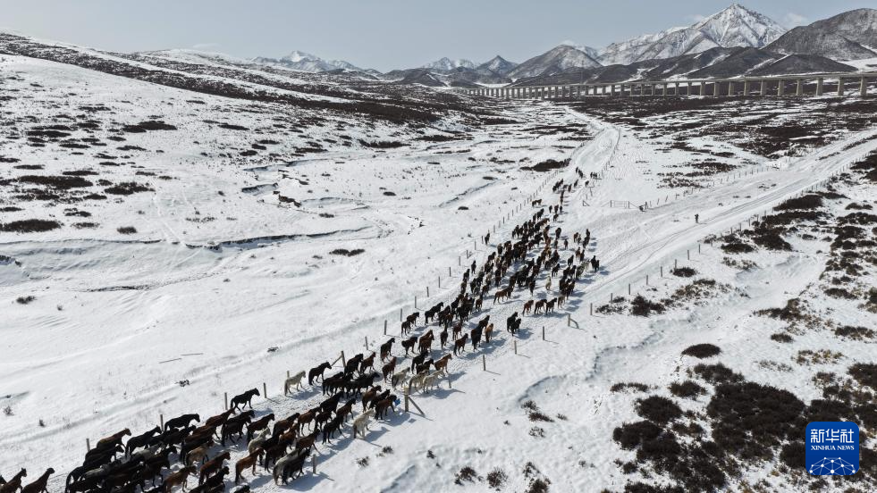 春耕启幕 骏马归原