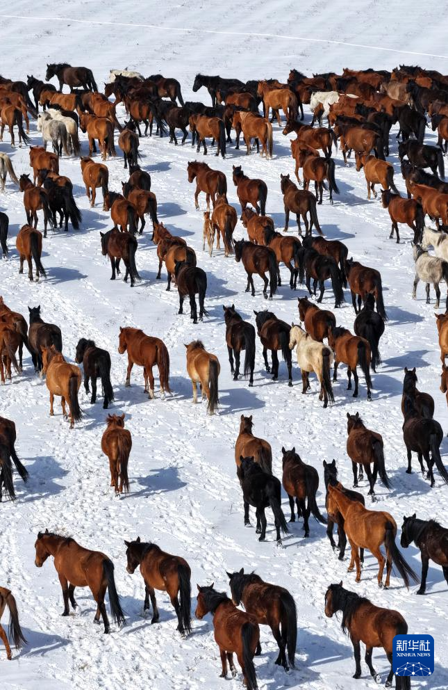 春耕启幕 骏马归原