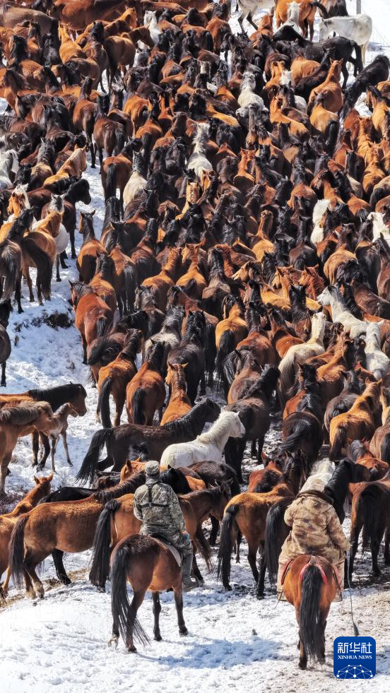 春耕启幕 骏马归原