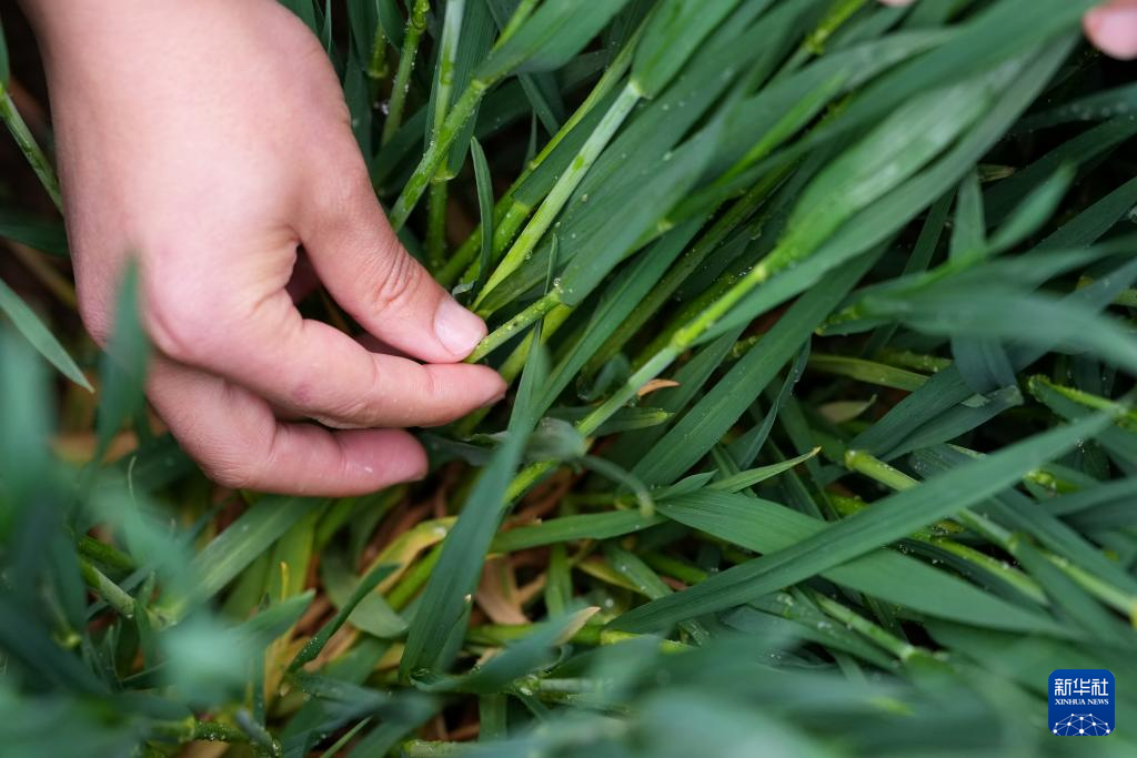 三秦“农科前哨”助农兴农