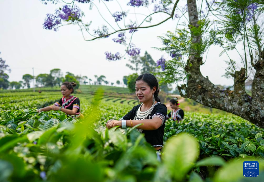 云南思茅:迎来春日采茶季
