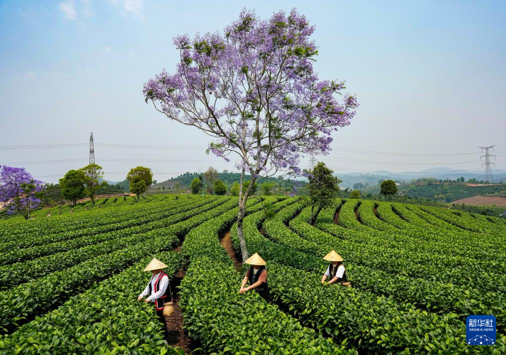 云南思茅:迎来春日采茶季