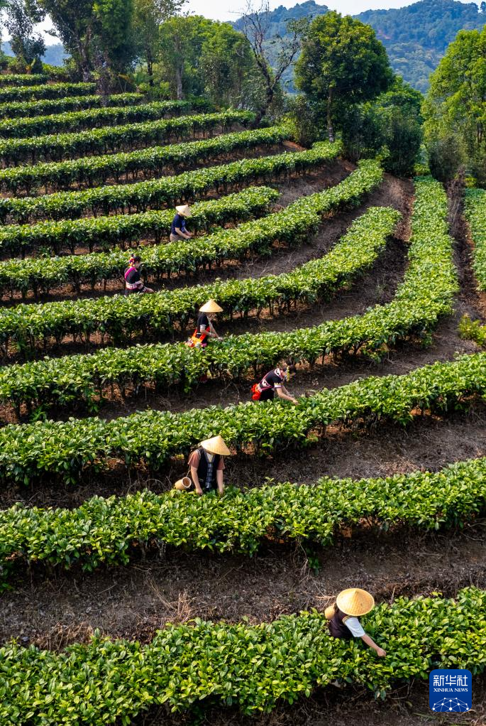 云南思茅:迎来春日采茶季