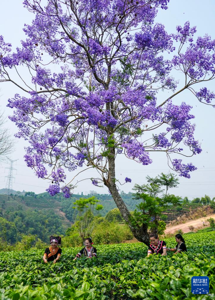 云南思茅:迎来春日采茶季