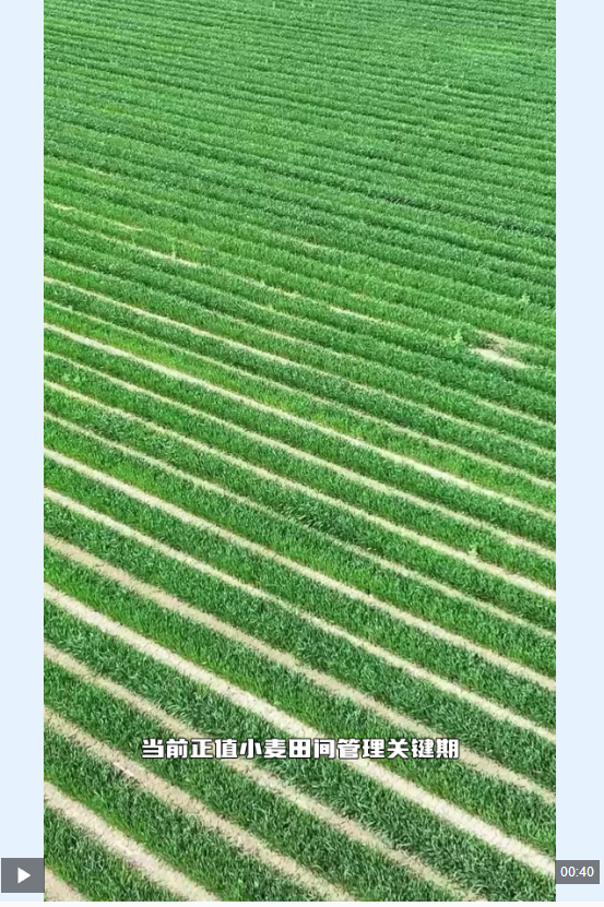 新疆阿克苏：春管关键期 麦田开启 “黑科技” 模式