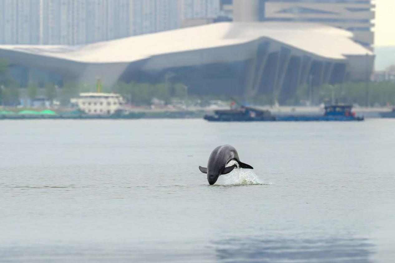 【开局之年看中国·遇见不一样的江苏】长江之畔，聆听南京的“绿色交响”