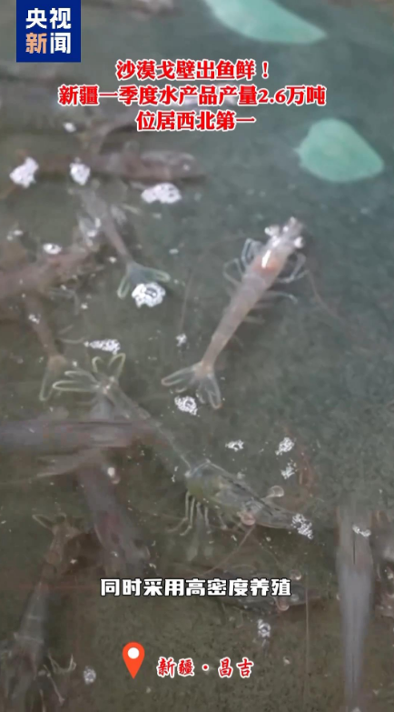 视频丨沙漠戈壁出鱼鲜！新疆水产品一季度产量达2.6万吨