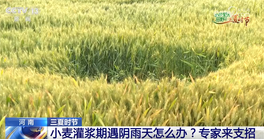 “良机+良法+良技”护航“三夏”时节 把“丰收在望”变成“丰收到手”