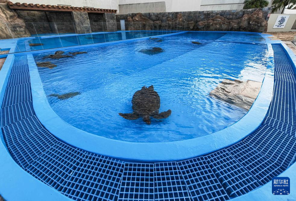 启用“海龟之家” 构建全链条保护体系
