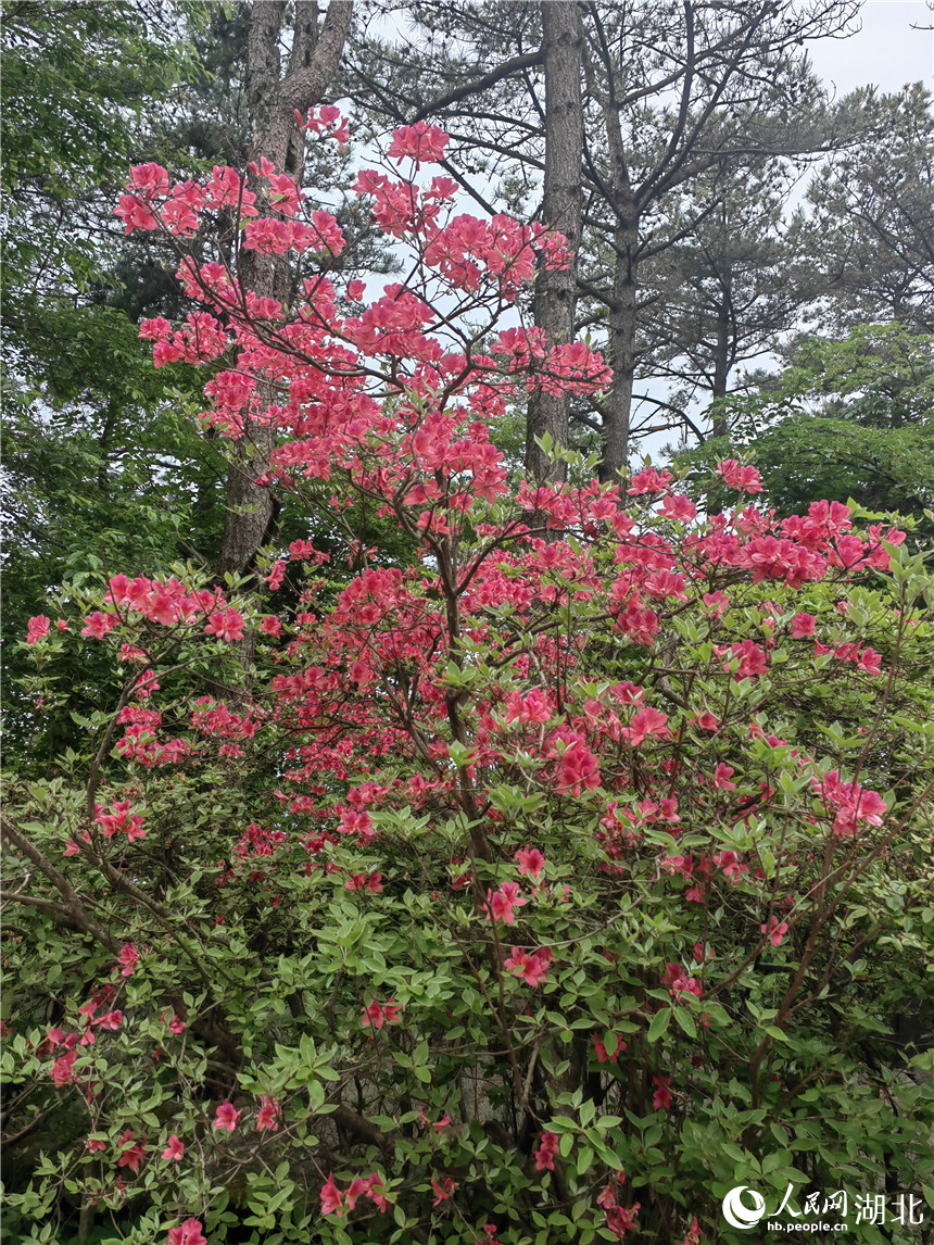 行进中国丨湖北龟峰山:花常在 业长青 龟峰山顶的杜鹃花还在开放。人民网记者 郭婷婷摄