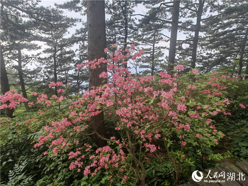 行进中国丨湖北龟峰山:花常在 业长青 龟峰山顶目前还有部分杜鹃在开放。人民网记者 郭婷婷摄