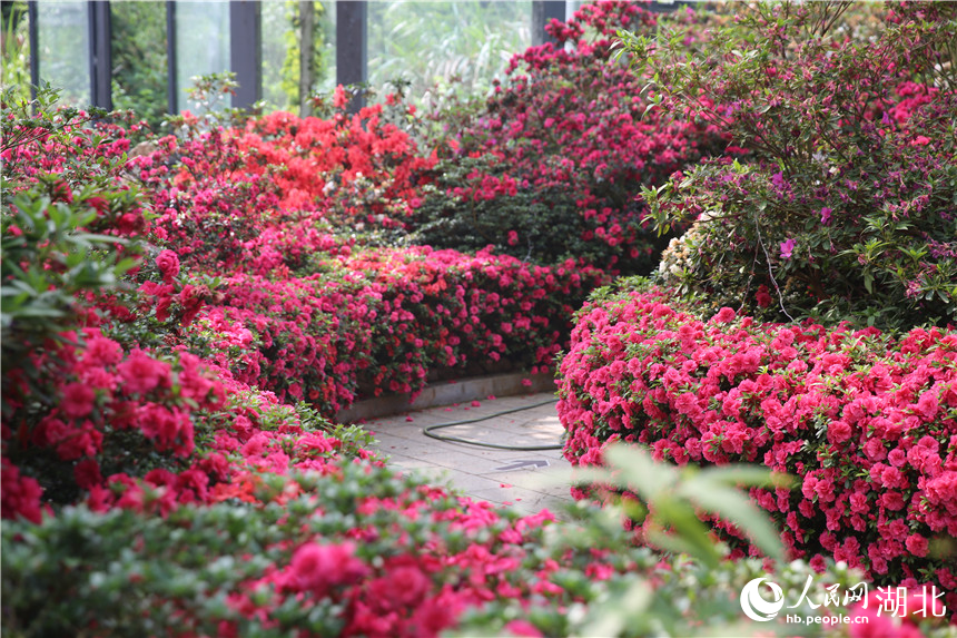 行进中国丨湖北龟峰山:花常在 业长青 龟峰山杜鹃博览园里,杜鹃花还在盛开。人民网记者 王郭骥摄