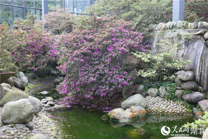 行进中国丨湖北龟峰山:花常在 业长青 龟峰山杜鹃博览园里,来自世界各地的稀有杜鹃品种还在盛开。人民网记者 王郭骥摄