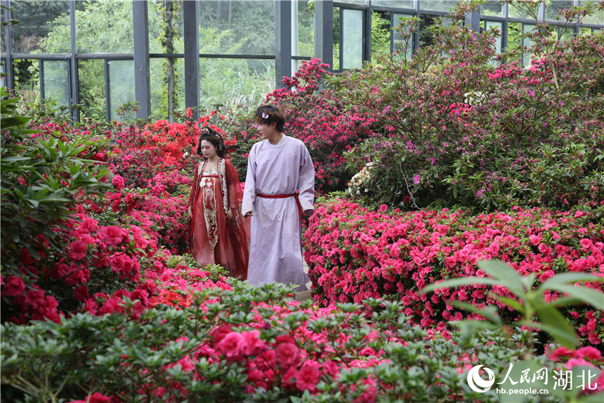 行进中国丨湖北龟峰山:花常在 业长青 龟峰山景区的工作人员在杜鹃花丛中赏花。人民网记者 王郭骥摄