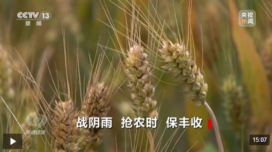 焦点访谈丨战阴雨 抢农时 湖北、河南、山东三大小麦主产区这样保丰收
