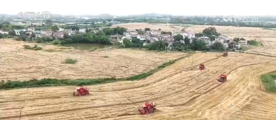 用镜头记录丰收喜悦 广袤金色田野 “丰”景这里独好