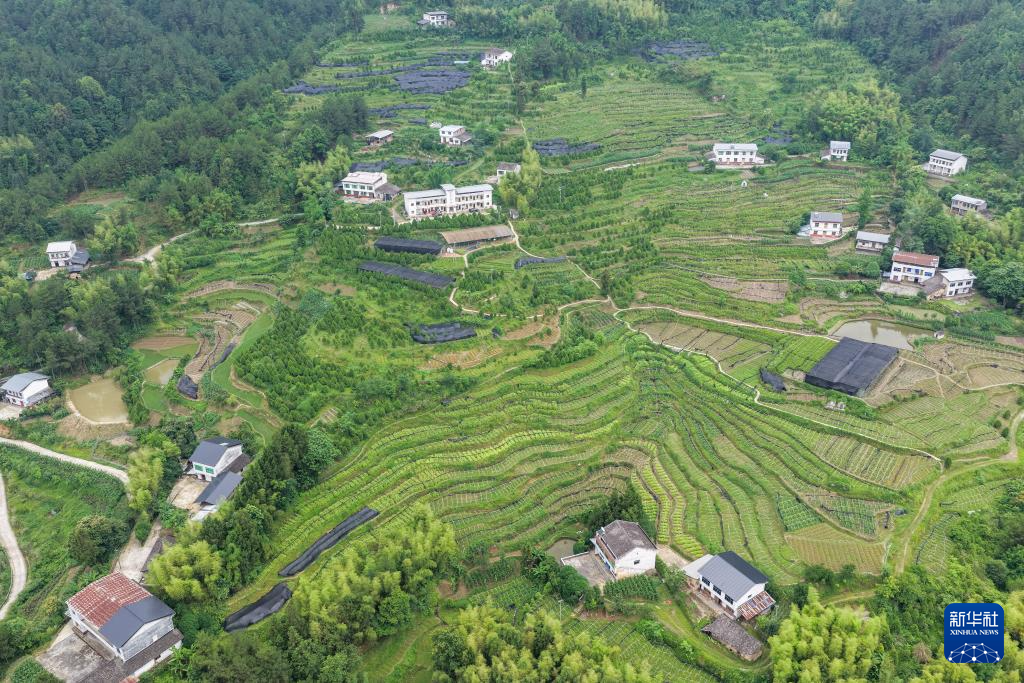 扎根深山——守护三峡珍稀生态本底