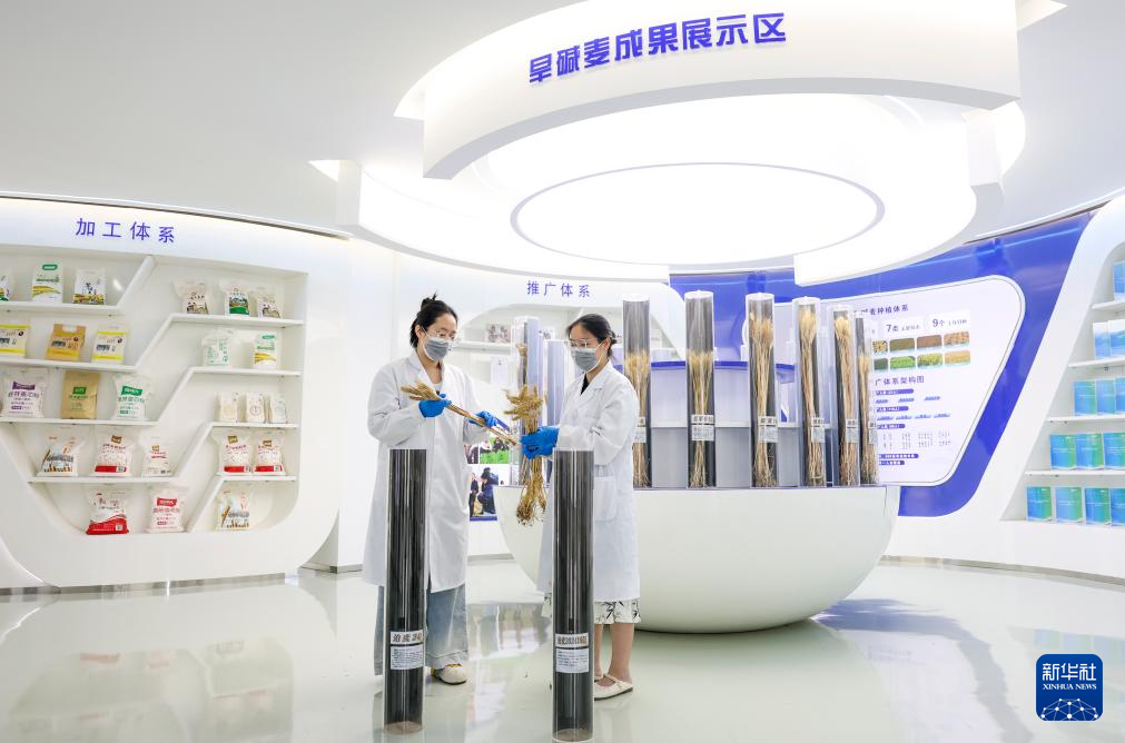 昔日碱嘎巴,如今金疙瘩——沧州旱碱麦迎来收获期