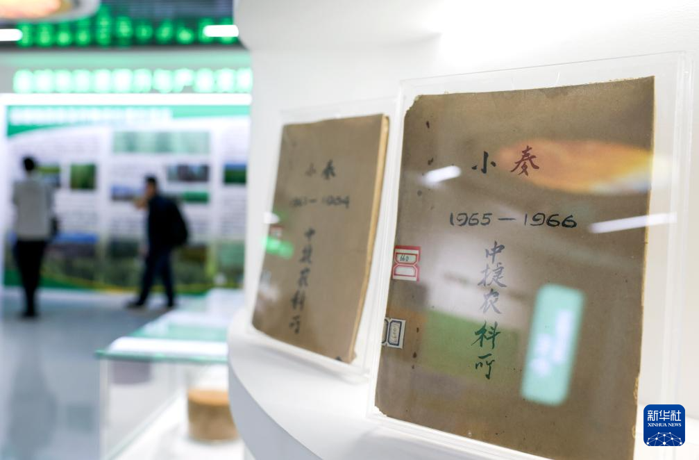昔日碱嘎巴,如今金疙瘩——沧州旱碱麦迎来收获期