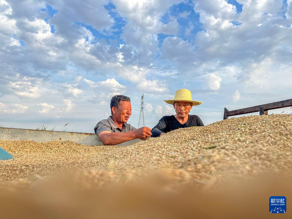 昔日碱嘎巴,如今金疙瘩——沧州旱碱麦迎来收获期