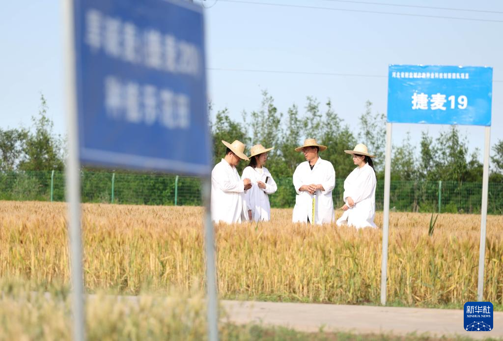 昔日碱嘎巴,如今金疙瘩——沧州旱碱麦迎来收获期
