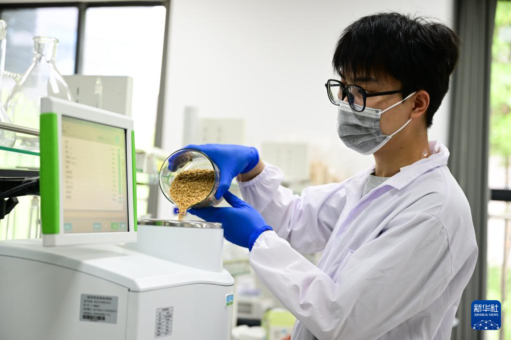 昔日碱嘎巴,如今金疙瘩——沧州旱碱麦迎来收获期