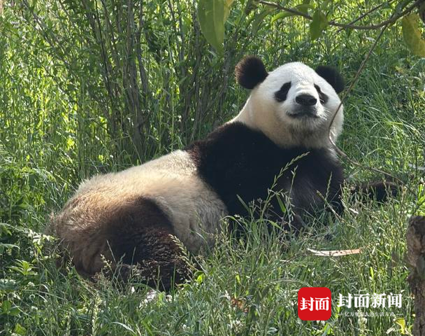 第一只棕色熊猫是如何发现的？它们为何常出现在秦岭？｜万万没想到·美丽中国行