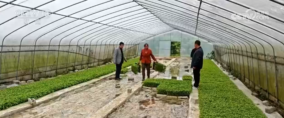 【牢记初心使命 奋进复兴征程】“火辣”产业装点黔山秀水 映红百姓幸福生活