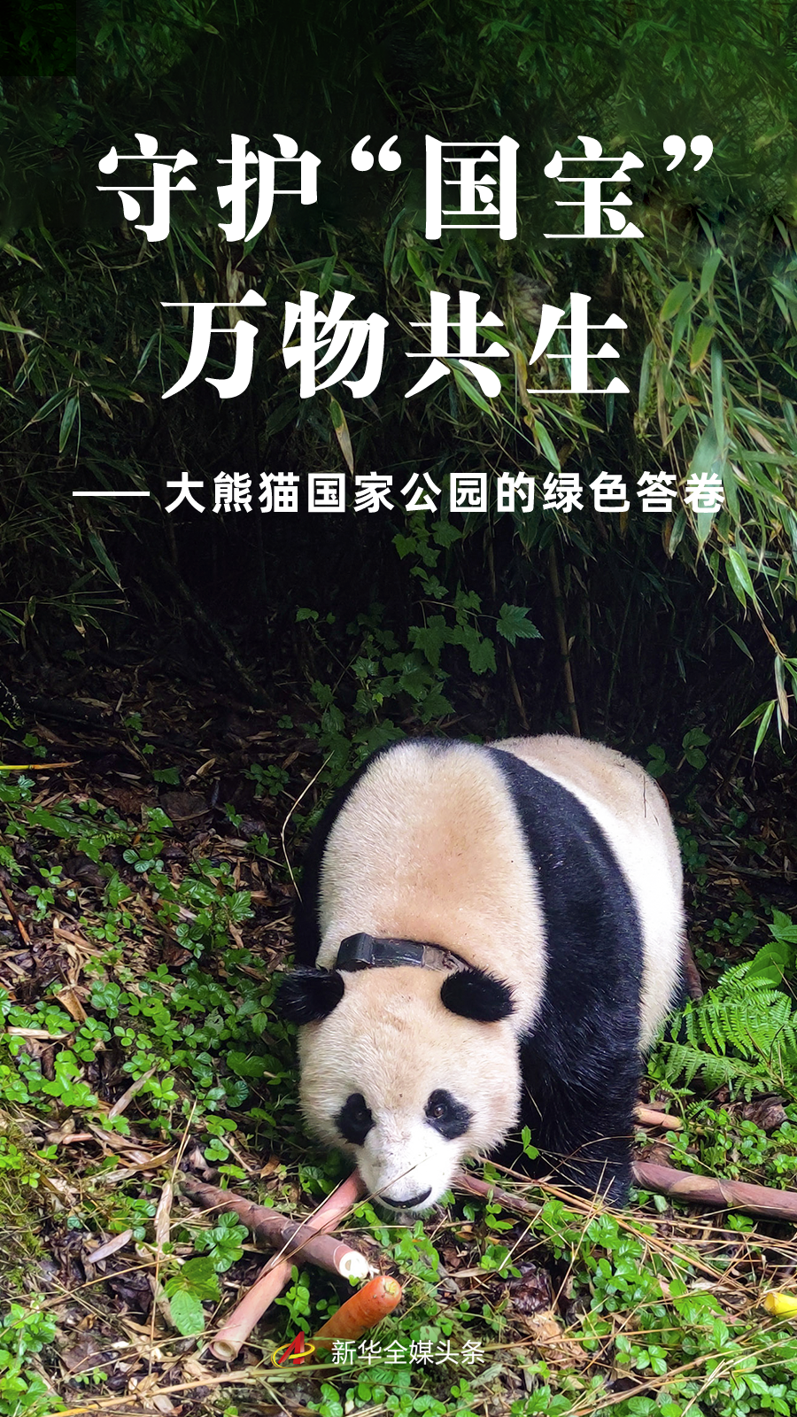 大熊猫国家公园的绿色答卷