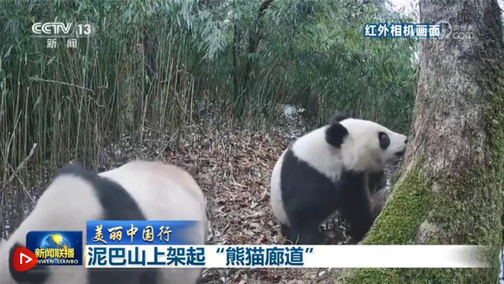 【美丽中国行】泥巴山上架起“熊猫廊道” 【美丽中国行】泥巴山上架起“熊猫廊道”