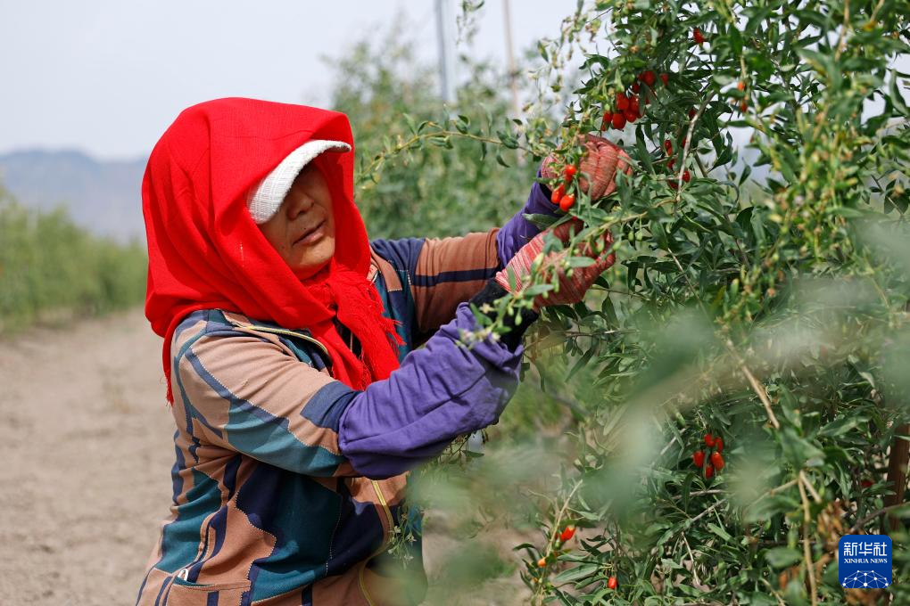 贺兰山下枸杞红 头茬采摘迎丰收