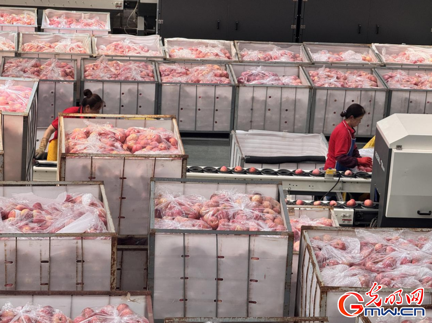 开局之年看中国|黄土高原上的“苹果掌柜” 开局之年看中国|黄土高原上的“苹果掌柜”