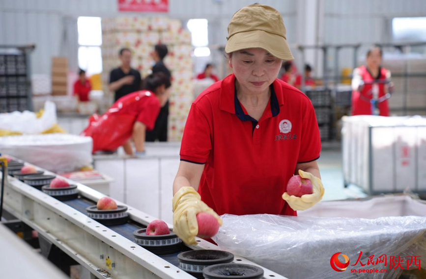 开局之年看中国|苹果上“线”选美 尽显科技范儿 6月16日,在王掌柜数字农业分选中心,工人正对苹果进行分选。人民网记者 孙挺摄