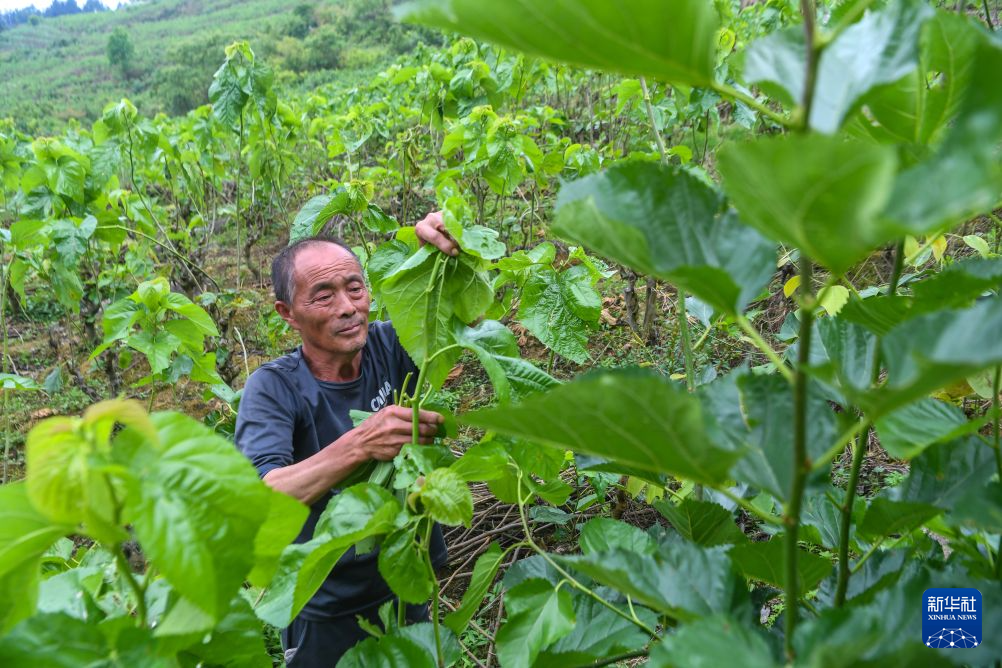重庆黔江:乡村振兴“丝”路宽