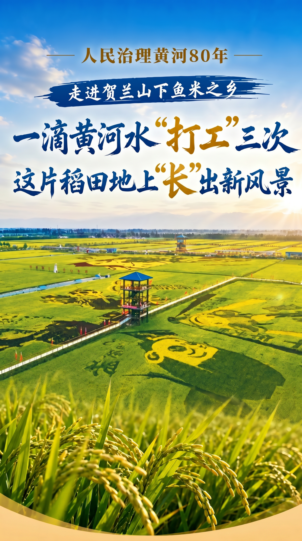 一滴黄河水“打工”三次 稻田地上“长”出新风景 一滴黄河水“打工”三次 稻田地上“长”出新风景