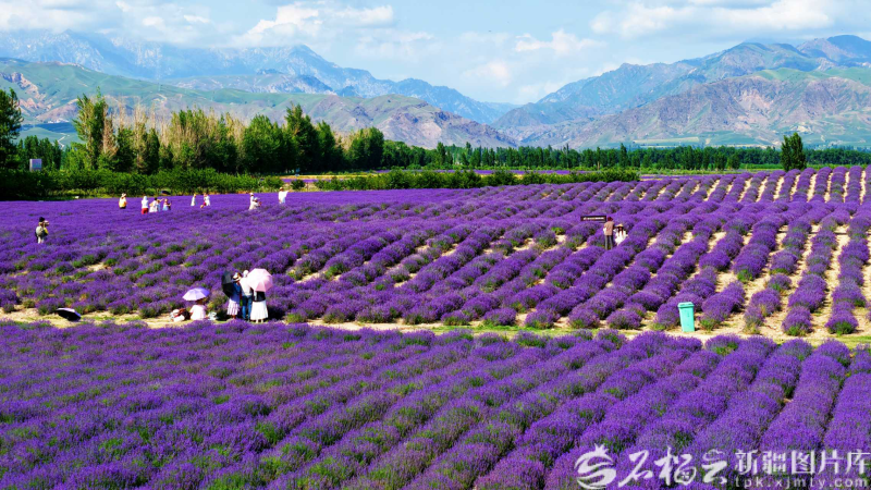 高质量发展中国行丨晃晃村,日子一天天往好了过