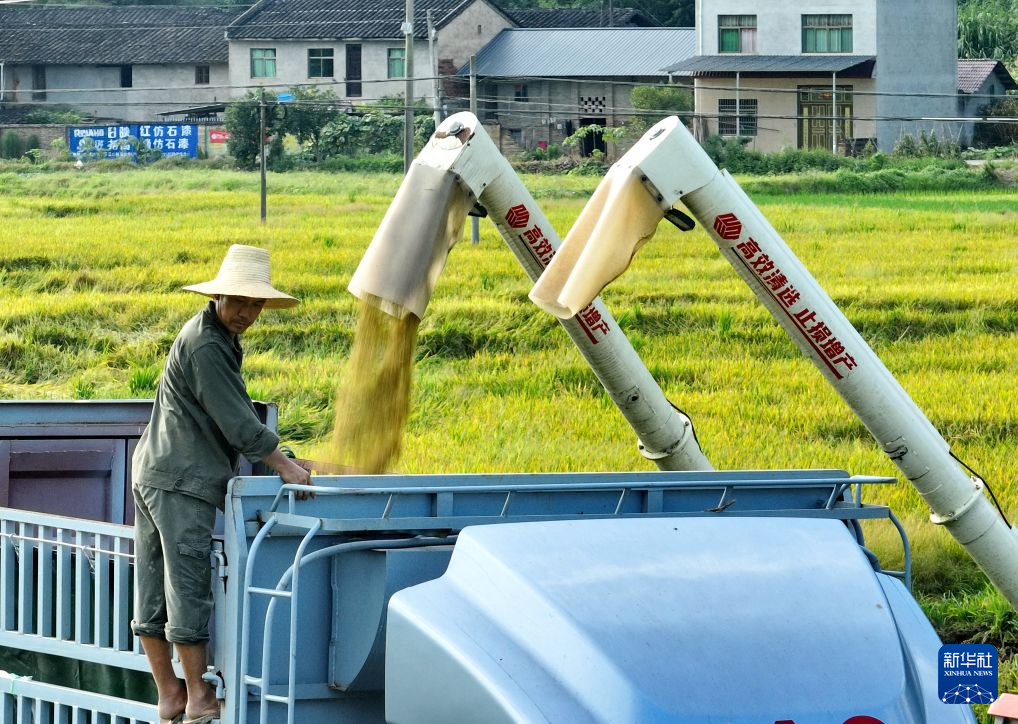 福建建瓯:种粮大户抢收早稻
